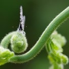Shijimia moorei