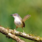 Yellow-bellied Prinia