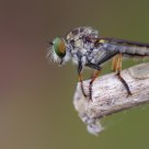 Microstylum  oberthiiri