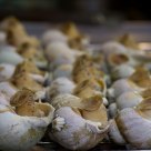 Baked Snails