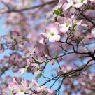 Cornus florida f. rubra