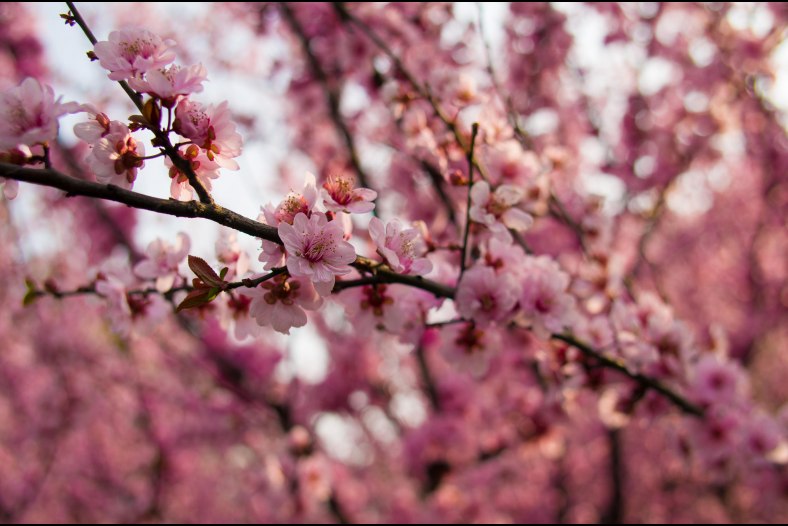 Sakura