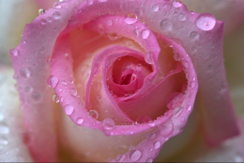 Pink and Raindrops