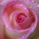 Pink and Raindrops