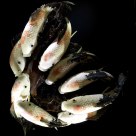Koi
