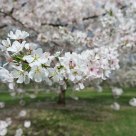 Spring Forth