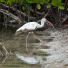 White Ibis