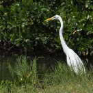 Great Egret