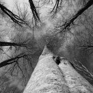 Circle of trees