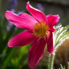 Anemone