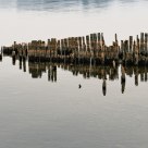 Still standing