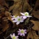 New Life