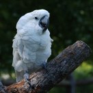 White parrot.