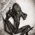Mummified Frog