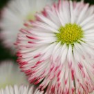 Little Flower