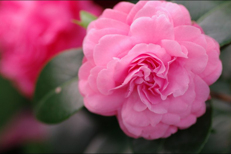 Pink Flower