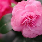 Pink Flower