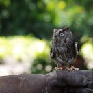 Tiny Florida Owl