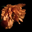 Poppy