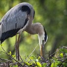 Great Blue Heron / Grand Héron Bleu