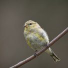 American goldfinch changing feathers for summer / Chardonneret jaune muant pour l'été
