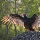 Turkey Vulture / Urubu à tête rouge