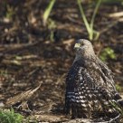 Young Cooper's Hawk hunting from the ground / Épervier de Cooper juvénile chassant au sol