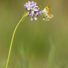 Male orange tip (Anthocharis cardamines)