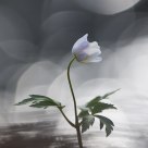 Wood anemone (Anemone nemorosa)