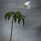 Wood anemone (Anemone nemorosa)