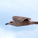 Seagull