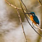 Common Kingfisher