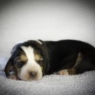 Sleeping doggy