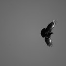 Crow