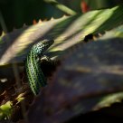 Lizard