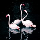 Flamingo Trio