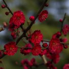红梅满枝头