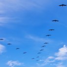 Pelican Rank