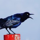 Crow
