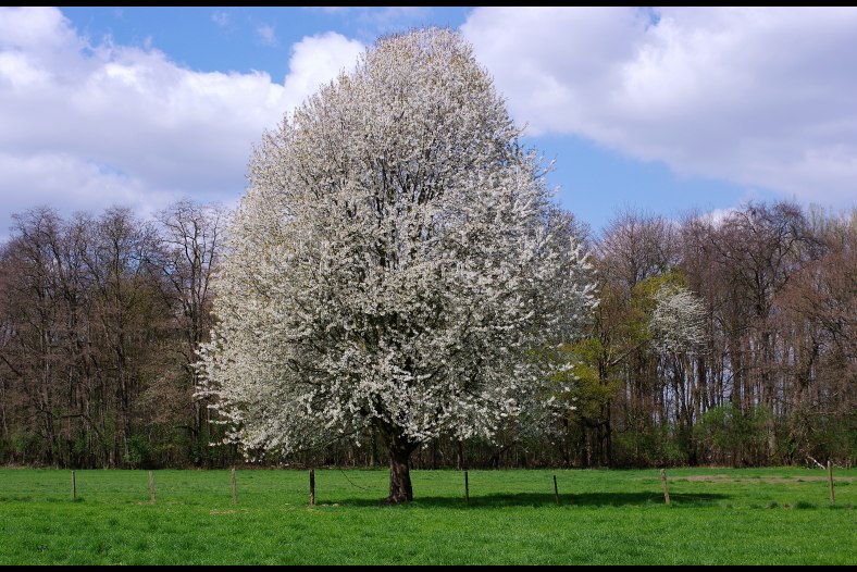 Spring / Frühling
