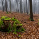 Deep Wood I