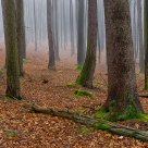 Deep Wood II