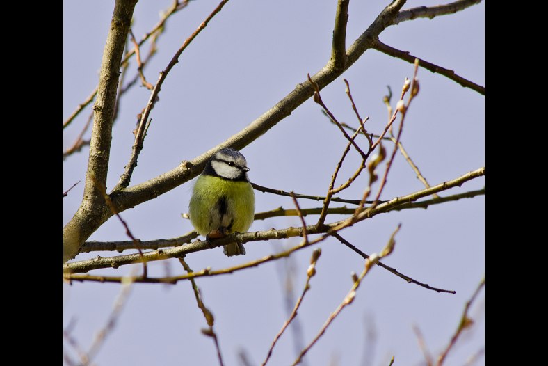 Blåmeis / Parus Caeruleus
