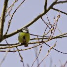 Blåmeis / Parus Caeruleus