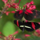 Butterfly called 