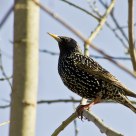 Stær / Starling / Sturnus vulgaris