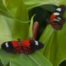 Butterflies called the 