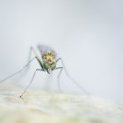 Mosquito