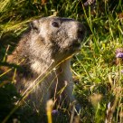Alpine marmot