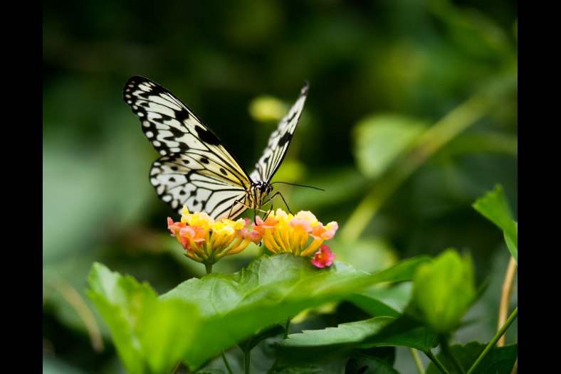 butterfly